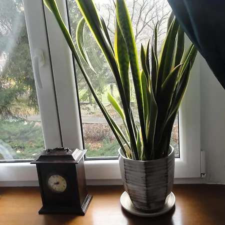 Apartament Apartament Orchidea